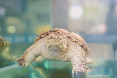 Pantry Foods Safe for Aquatic Turtles: A Complete Guide