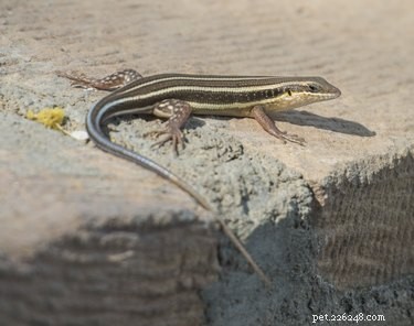 Blue‑Tailed Skink Toxicity: What You Need to Know About Cats and This Common Lizard