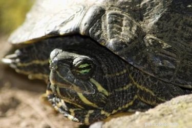 Small Pet Water Turtles: Types, Care, and Highlights
