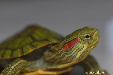 Small Pet Water Turtles: Types, Care, and Highlights