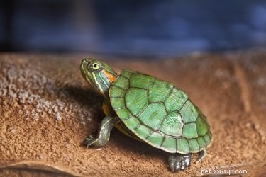 How to Distinguish Male from Female Turtles: A Practical Guide