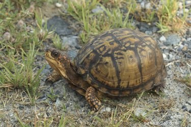 How to Distinguish Male from Female Turtles: A Practical Guide