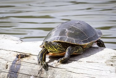How to Distinguish Male from Female Turtles: A Practical Guide