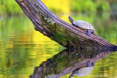 How to Distinguish Male from Female Turtles: A Practical Guide