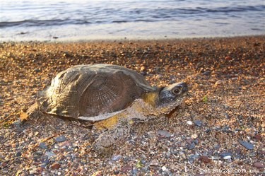 How to Distinguish Male from Female Turtles: A Practical Guide