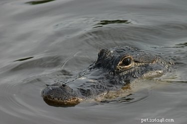 Reptile Defense Tactics: How These Creatures Protect Themselves