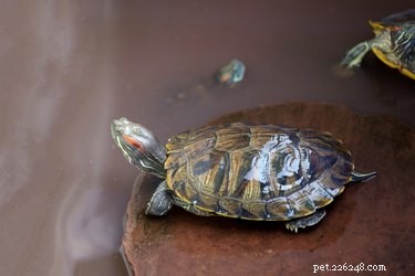 How to Tell if Your Young Red‑Eared Slider Is Male or Female