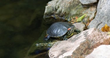 How to Tell if Your Young Red‑Eared Slider Is Male or Female