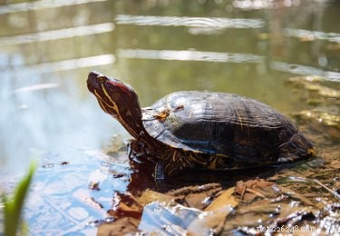How to Tell if Your Young Red‑Eared Slider Is Male or Female