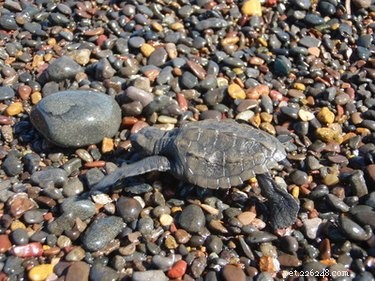 Essential Habitat and Care Requirements for Turtles