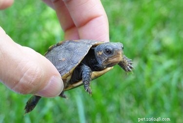Baby Turtle Nutrition: Essential Foods for Rapid Growth