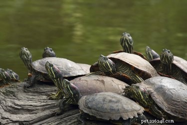 The Surprising Ways Turtles Manage Breathing Underwater