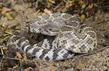 Live-Bearing Snakes: Species That Give Birth to Live Young