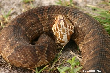 Predators of the Water Moccasin: Understanding Its Natural Threats