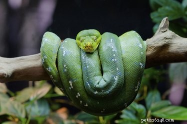 Safe Wood Preparation for Your Reptile Tank: A Step‑by‑Step Guide