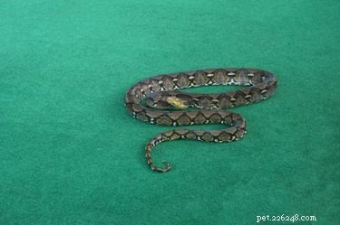 Step-by-Step Guide to Safely Cleaning Reptile Carpets for a Healthy Habitat