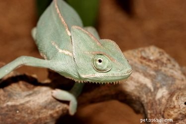 DIY Reptile Humidifier Kit: Build a Safe, Eco-Friendly Moisture System