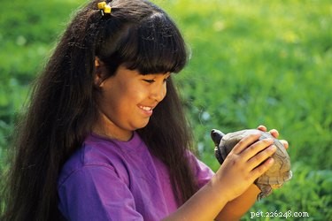 Build a Cost-Effective Turtle Tank: DIY Guide for Growing Turtles