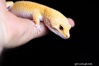 How to Spot a Gravid Leopard Gecko: Simple Signs & Home Tips
