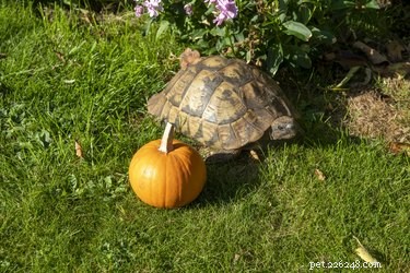 Understanding the Natural Diet of Land Turtles and Tortoises