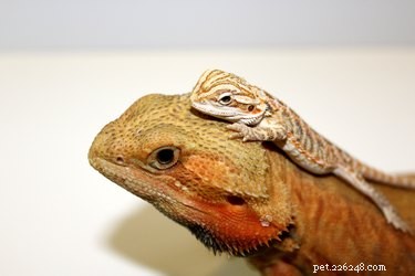 Understanding Lizard Life Cycles: From Hatch to Reproduction