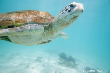 Understanding the Anatomy of Turtles: Key Body Parts Explained