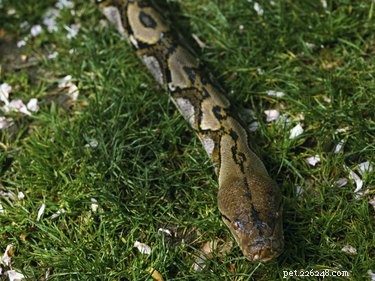 Comprehensive Guide to Python Snakes: Facts, Habitats, and Behavior