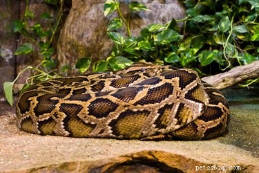 Comprehensive Guide to Python Snakes: Facts, Habitats, and Behavior