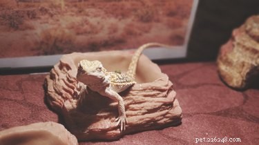 Expert Guide to Cleaning Your Bearded Dragon’s Aquarium