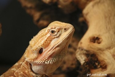 Expert Guide to Cleaning Your Bearded Dragon’s Aquarium