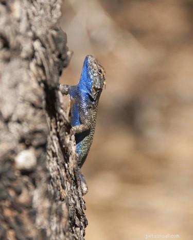 Blue Belly Lizard Care Guide: Expert Tips for Healthy Pets