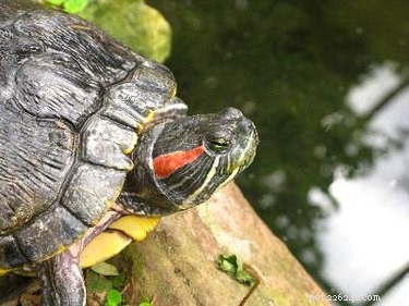 Guide to Setting Up the Ideal Red‑Eared Slider Turtle Tank