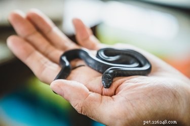 Identifying Baby Snakes: Key Features & Tips for Accurate Recognition