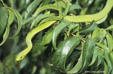 Identifying Garden Snakes: A Quick Guide to Garter Snakes and Their Habits