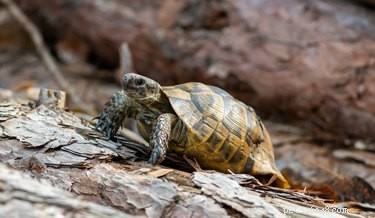 How Fast Do Turtles Move? Speed of Land, Freshwater, and Sea Turtles Explained