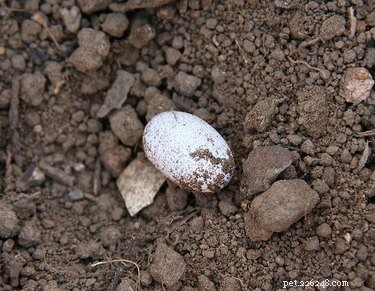 Proper Care for Wild Snake Eggs: A Comprehensive Guide