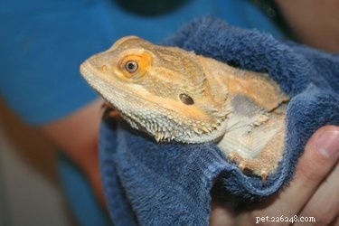Step‑by‑Step Guide: Bathing Your Bearded Dragon Safely
