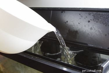 Clear Turtle Tank Maintenance: Filters, Algae Control, and Water Changes
