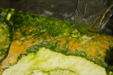 Clear Turtle Tank Maintenance: Filters, Algae Control, and Water Changes