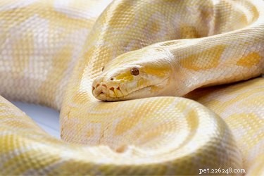 Safe & Stress‑Free Transport of Your Pet Snake