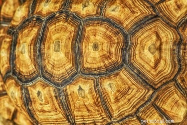 Identifying Pet Turtle Species: A Guide for Responsible Turtle Owners