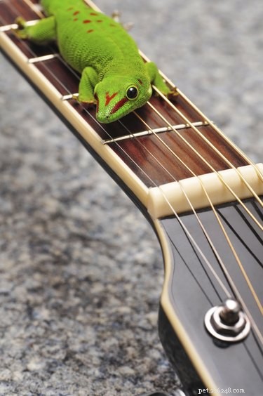 How to Safely Re‑Capture a Pet Lizard at Home