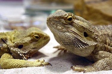 Essential Care Guide for Ill Bearded Dragons: Quick Vet Steps & Home Care
