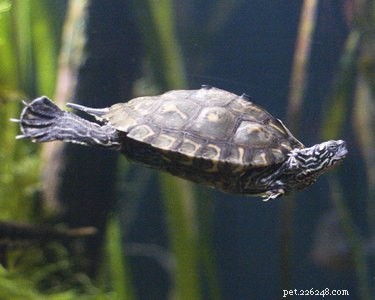 Expert Guide: Maintaining a Clean Aquatic Turtle Tank for Healthy Habitats