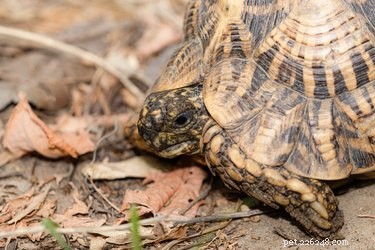 Simple Steps to Safely Bathe Your Tortoise for Health & Hygiene
