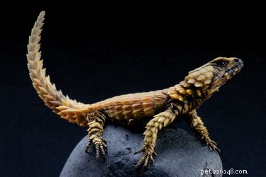 Comprehensive Care Guide for Jones Armadillo Lizards