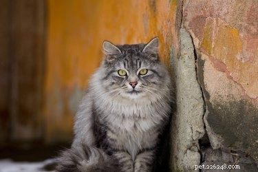 Discover the Top 7 Fluffiest Cat Breeds for Your Perfect Furry Companion