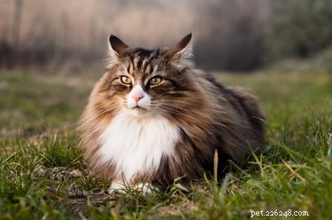 Discover the Top 7 Fluffiest Cat Breeds for Your Perfect Furry Companion