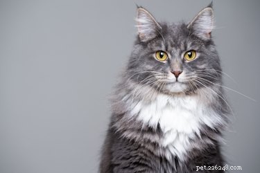 Discover the Top 7 Fluffiest Cat Breeds for Your Perfect Furry Companion
