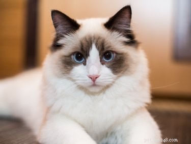 Discover the Top 7 Fluffiest Cat Breeds for Your Perfect Furry Companion